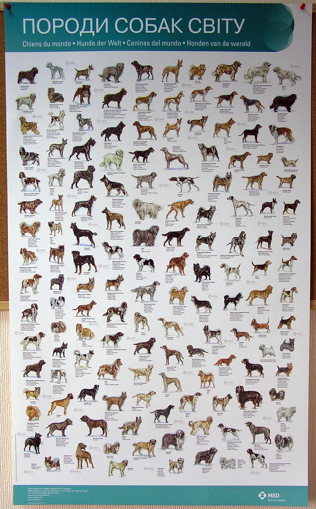 Друк плакатів «Породи собак світу». Поліграфія друкарні Макрос, виготовлення плакатів, специфікація 959998-1