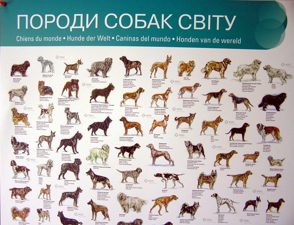Виготовлення плакатів «Породи собак світу». Поліграфія друкарні Макрос, виготовлення плакатів, специфікація 959998-2