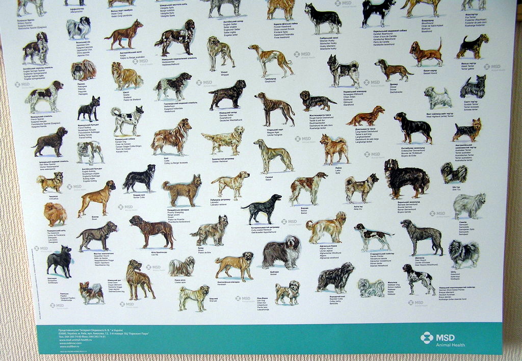 Друк плакатів «Породи собак світу». Поліграфія друкарні Макрос, виготовлення плакатів, специфікація 959998-3
