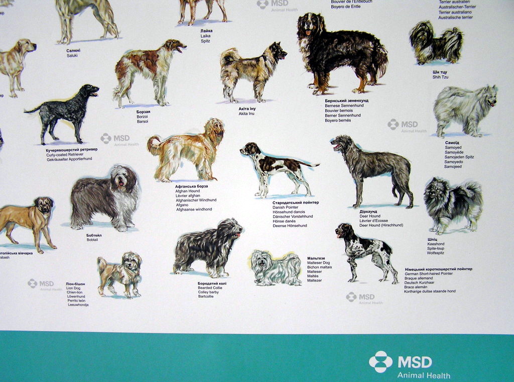 Виготовлення плакатів «Породи собак світу». Поліграфія друкарні Макрос, виготовлення плакатів, специфікація 959998-4