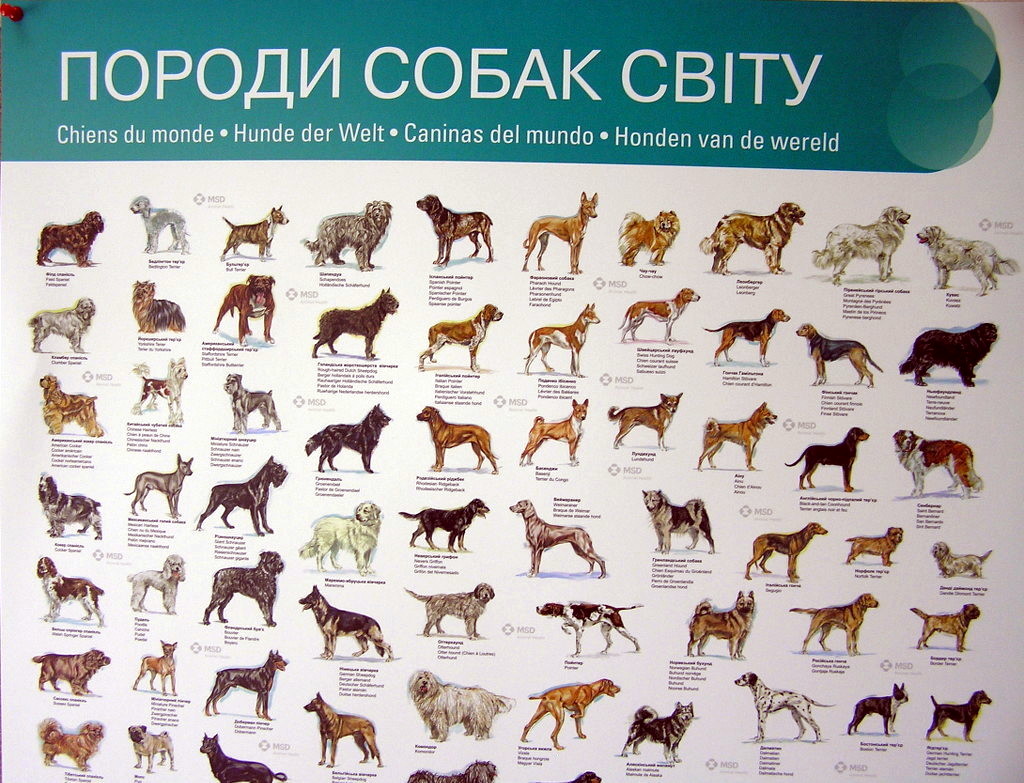 Виготовлення постерів «Породи собак світу». Поліграфія друкарні Макрос, виготовлення постерів, специфікація 980998-2