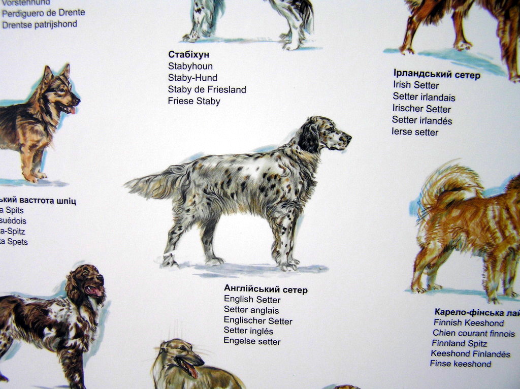 Друк постерів «Породи собак світу». Поліграфія друкарні Макрос, виготовлення постерів, специфікація 980998-5